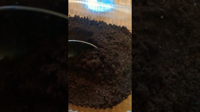 Посев. Тимьян овощной.