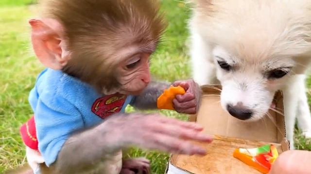 Monkey Baby Bon Bon and puppy eat mini pizza and play with duckling