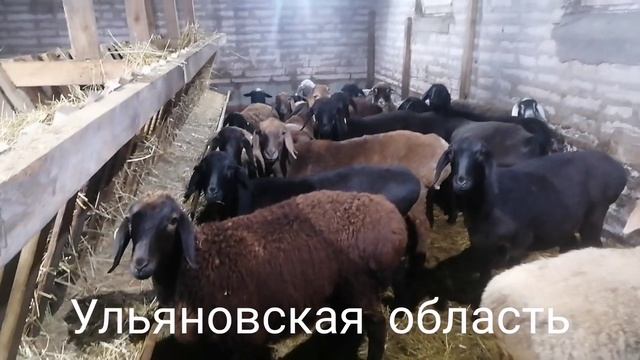 Гиссарский ярочки 2023 года. Отец - Ахилес