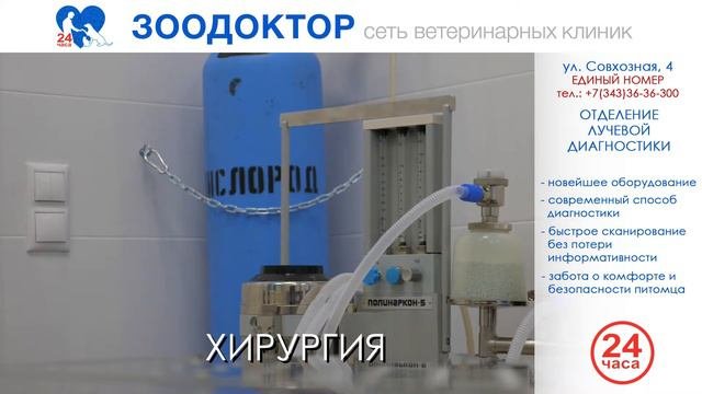 Компьютерная томография для животных