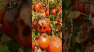 Вся правда о сортах помидорах, которые лучше не сажать! Какие томаты всегда болеют фитофторой?