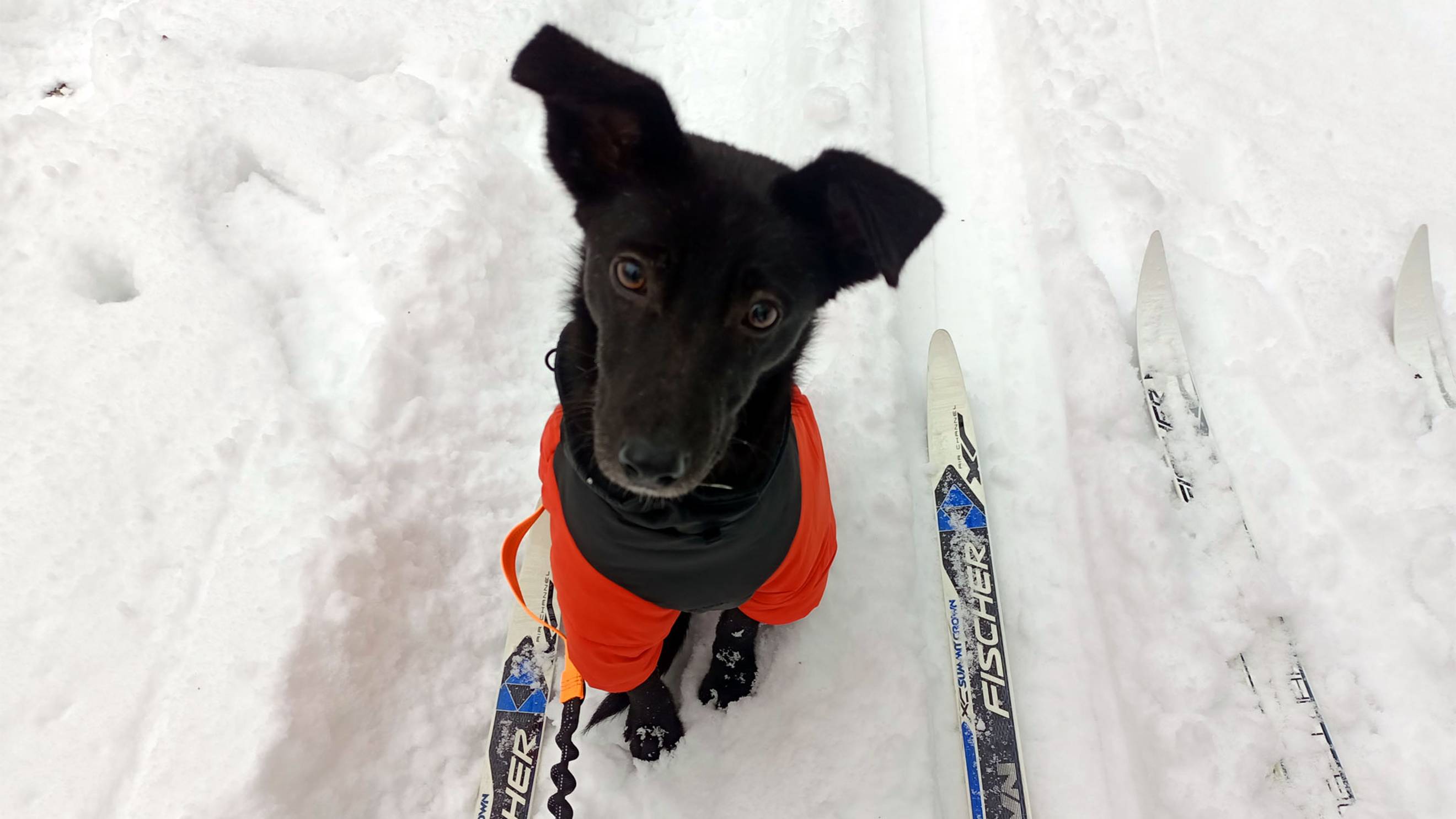 Лыжная прогулка с собакой