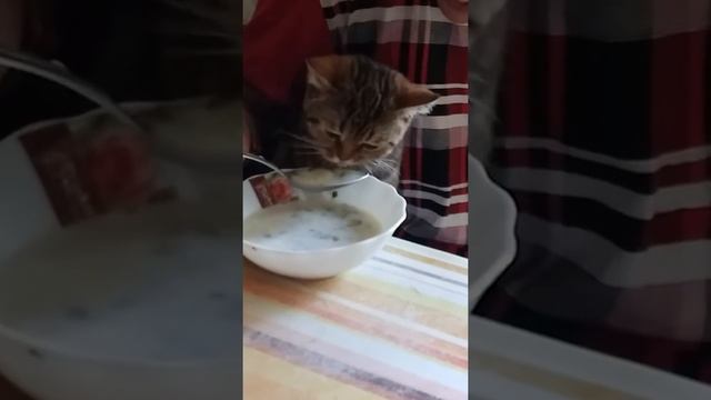 Кошка-любитель супа из щавеля
