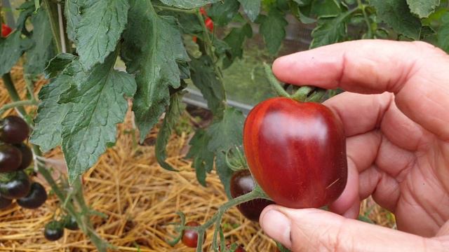 Новый томат Черри 2024 года, но буду выращивать ВСЕГДА. Вкусный, сладкий, удивительного цвета.