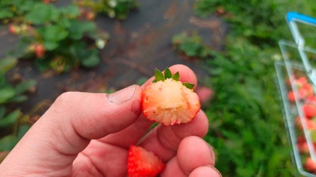 Как определить помёрзшую ягоду клубники от не помёрзшей!