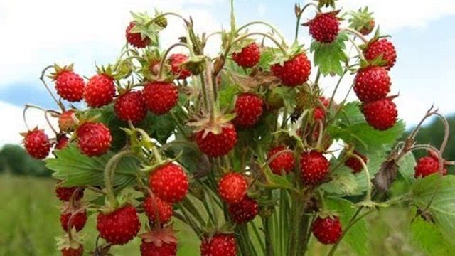 купить саженцы земляники почтой+