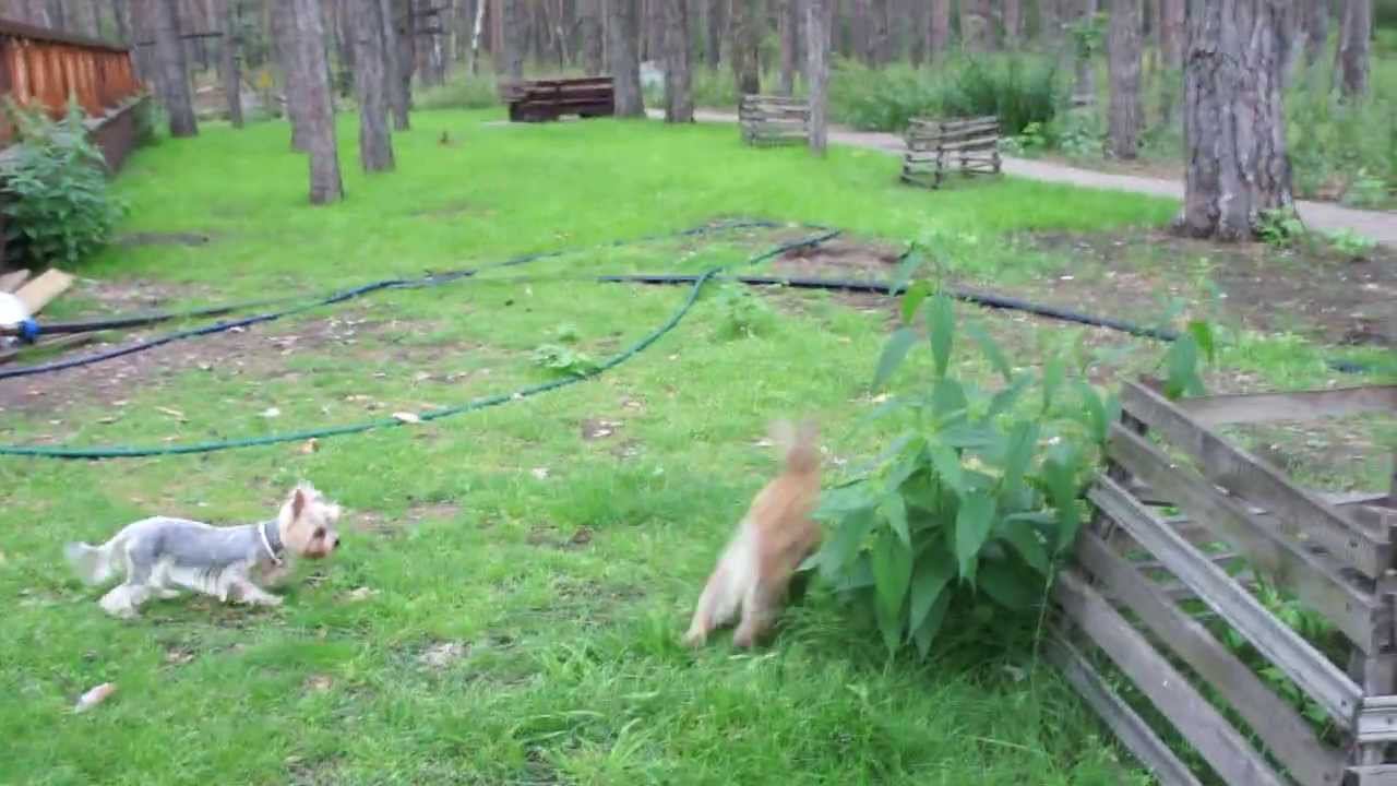 охотничий Йорк