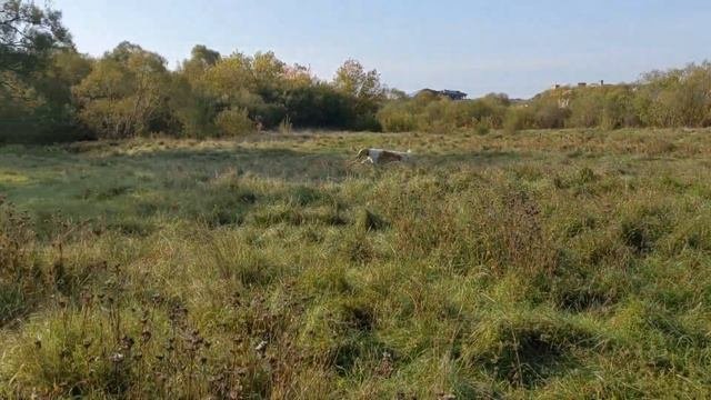 Autumn days #8. Русская псовая борзая / Borzoi