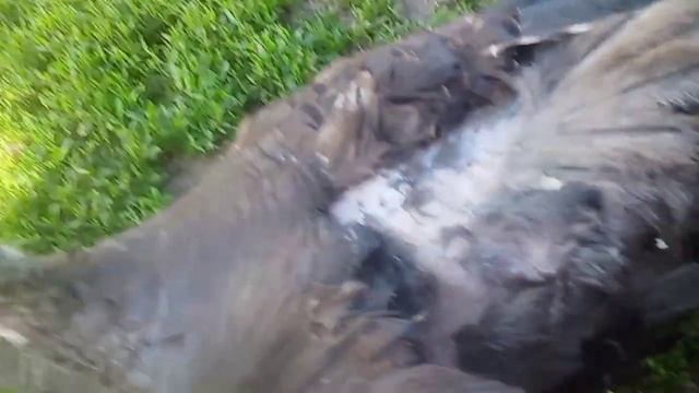 У индюшки отнялись ноги