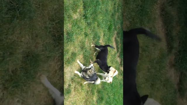shibas and klee kais at play