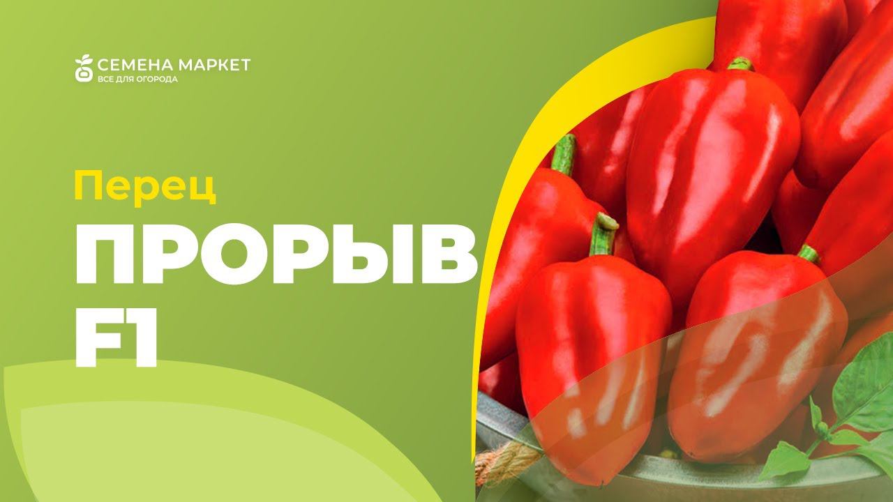 Перец ПРОРЫВ F1 | #перец #огород #рассада #семена