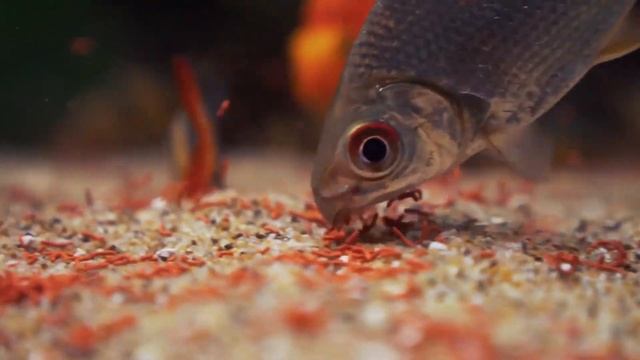 Как избавиться от водорослей в аквариуме. 5 методов борьбы и средства против водорослей.