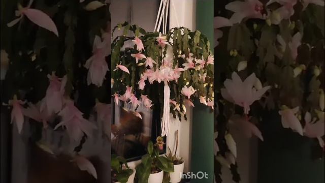 Декабрист - шикарное цветение 🌸🌸
