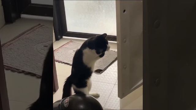 Кот закрывает дверцу