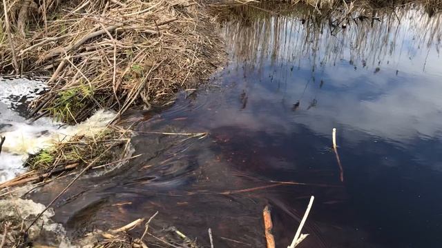 Весеннее журчание воды.