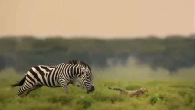 Cheetah coalition and a succesful Zebra hunt