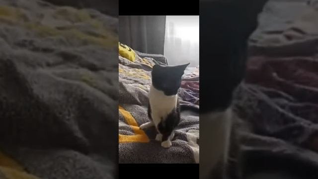 Все думаю что Киса милашка но на самом деле: