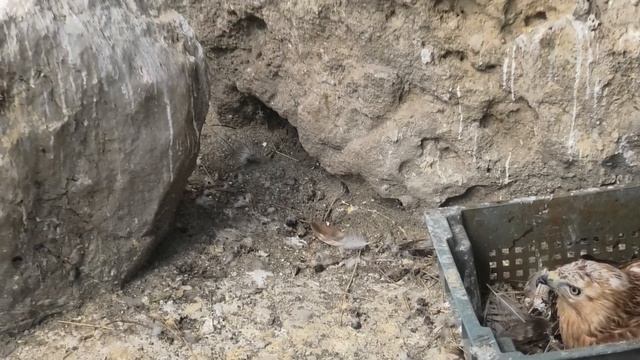Орлица - курганник станет мамой!!! Бахчисарайский зоопарк. Крым.