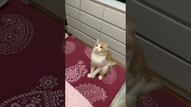 Бело- рыжие котики играются веревочкой