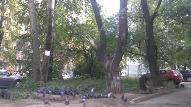 Бабка поймала голубя на суп
