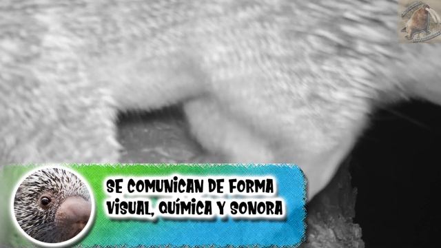 Puercoespín arborícola: EL ANIMAL RARO DE LOS ÁRBOLES  - documental de animales salvajes
