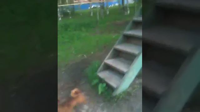 Дрессировка гриффонов Изи и Афоня - часть 3