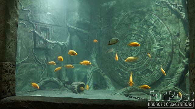 Севастопольский аквариум восстановлен после шторма века / Сюжет ForPost