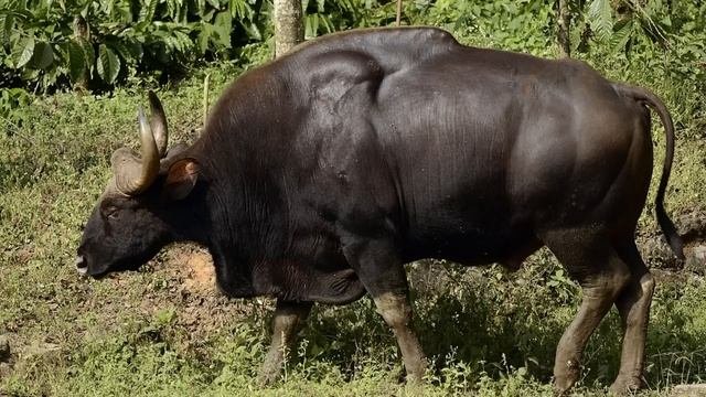 Bengal Tiger vs Asiatic Black Bear - Who Would Win?