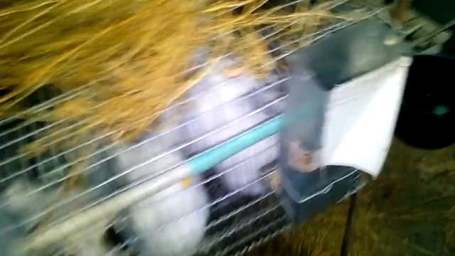 Вес крольчат в 2 месяца