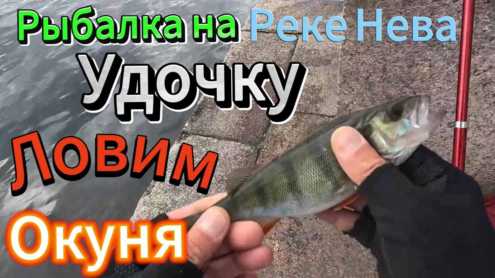 ЛОВИМ ОКУНЯ НА УДОЧКУ НА УХУ И ЖАРЁХУ