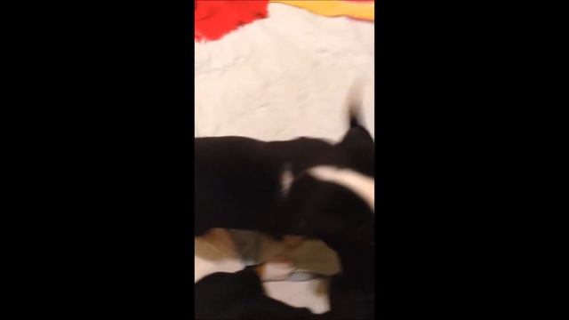 Recon x Zippo "N" Litter DOB 12/24/14