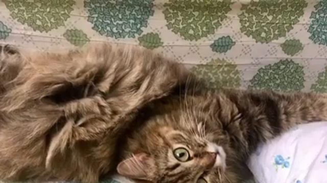 Мои домашние животные
