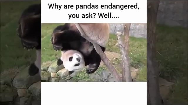 Why Pandas are endangered you ask? Here is why - hilarious video
