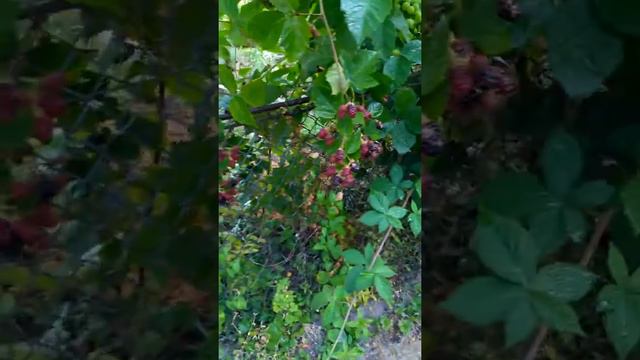 Ежевика Торнфри ожина розмір плода