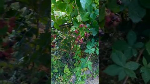 Ежевика Торнфри ожина розмір плода