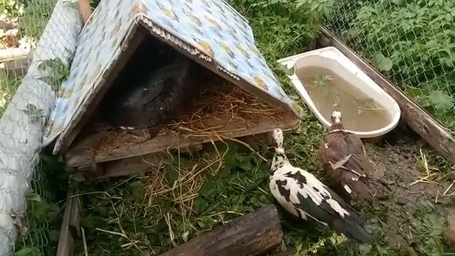 Вольер для уток с мини водоемом и мини домиком