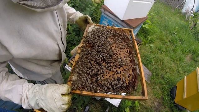 Заключение маток в клетки!