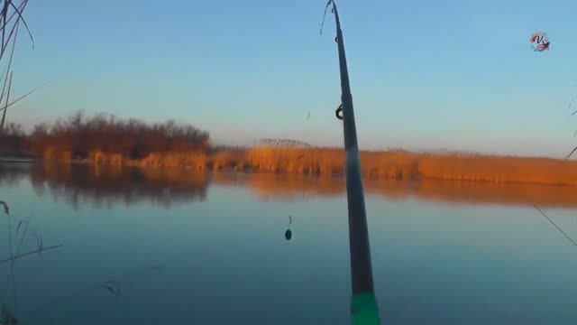Тарань. На канале в районе Приморско- Ахтарска. Ловил на червя. Рыбалка. Донная снасть. Fishing