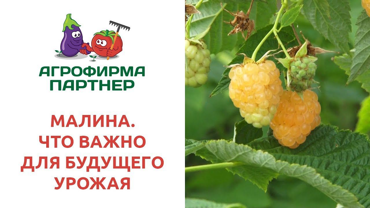 МАЛИНА: ЧТО ВАЖНО ДЛЯ БУДУЩЕГО УРОЖАЯ?