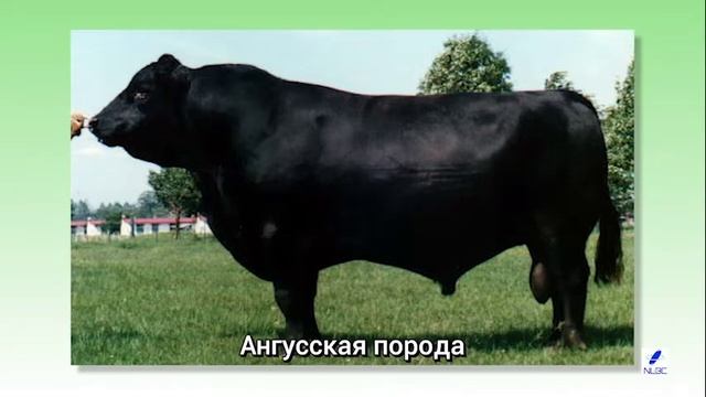 История и современность разведения мясного скота в Японии
