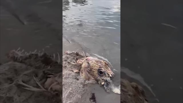 На побережье сняли необычный скелет существа