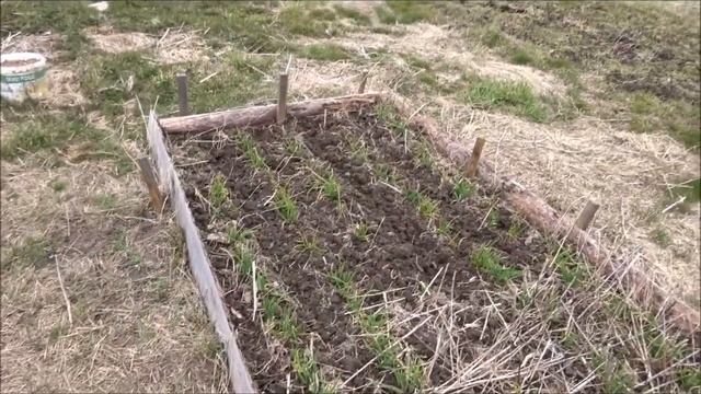 Моя  жизнь  в  ДЕРЕВНЕ    РЕГИОН  60    Нутрии    И    Мои  грядки