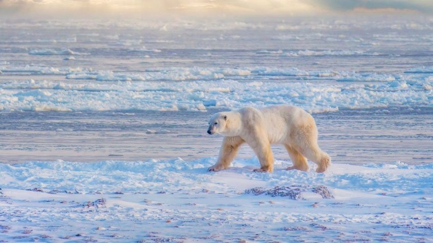 Атомному ледоколу "Урал" пришлось уступить дорогу упрямому белому медведю