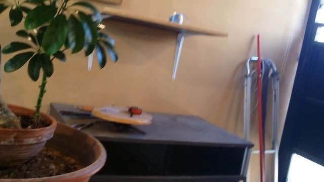 Brugmansia Arbórea Bulgar El Trompetero Como Bonsai Pruebas Con Estacas