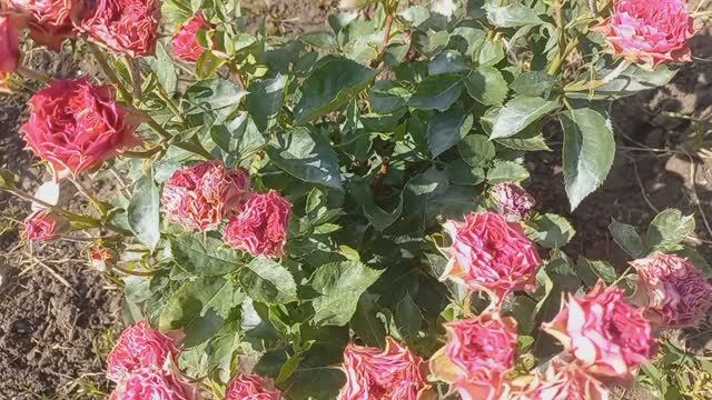 Розы - первогодки из питомника "Розы Вдохновения" ч.4