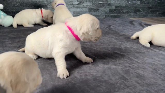 Питомник Grand Gold Family предлагает к резерву щенков породы Золотистый Ретривер тел 89507240004