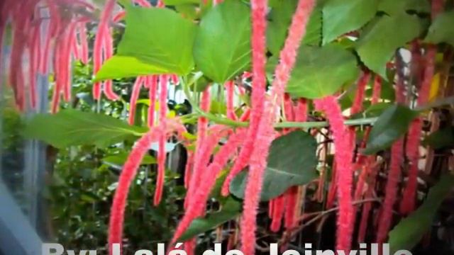 FLORES DO MEU JARDIM, PLANTADAS E CULTIVADAS POR MIM em  Joinville