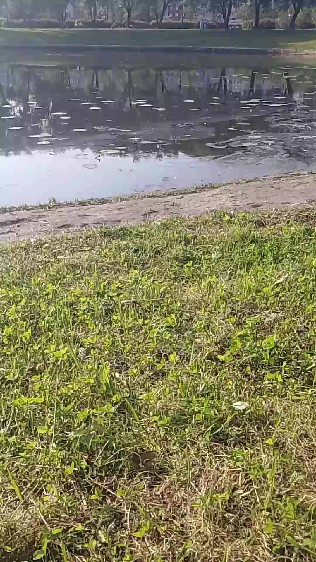 лето