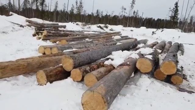 БРЁВНА КЕЛО. СУХОСТОЙНАЯ СЕВЕРНАЯ СОСНА КЕЛО
