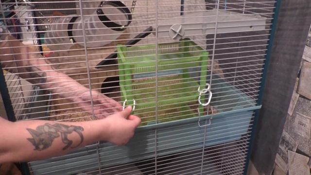 ОБУСТРОЙСТВО КЛЕТКИ ДЛЯ КРЫС FURET TOWER